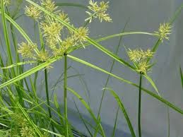 Nut grass(Cyperus rotundus L.)